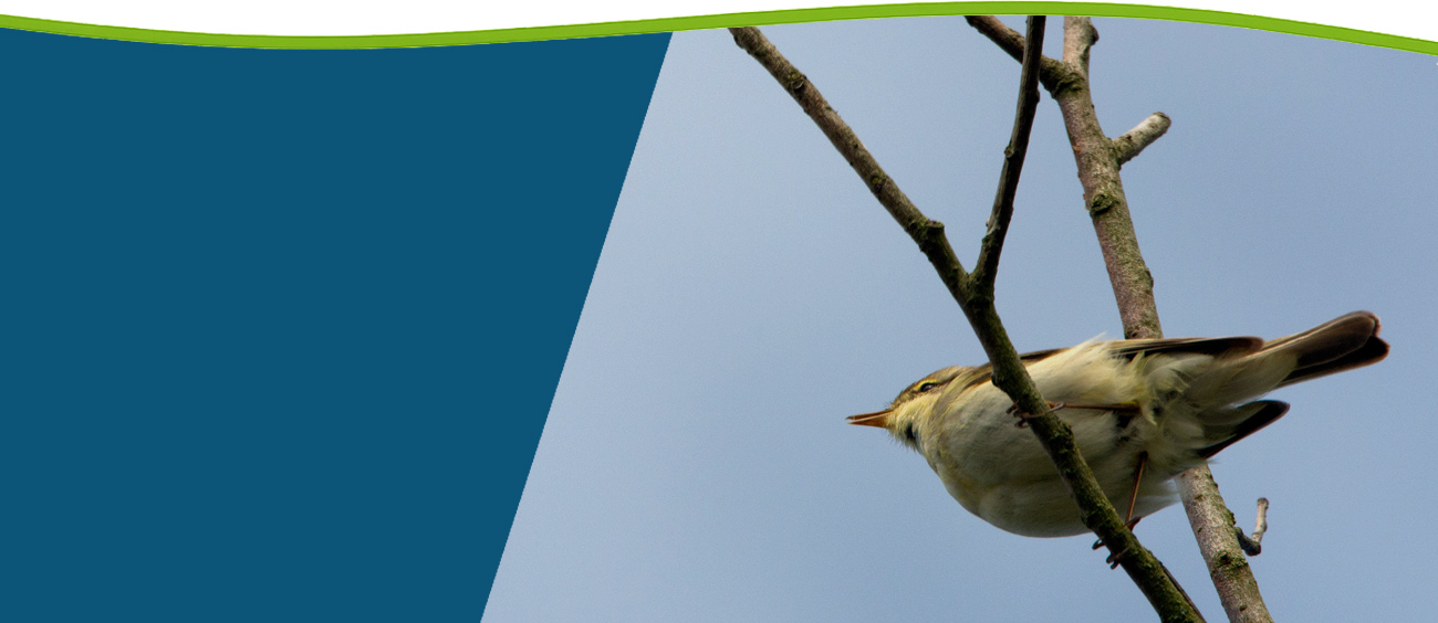 Vroege Vogels -1-